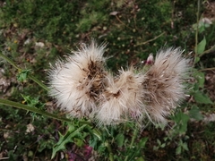 Cirsium mexicanum
