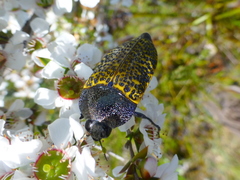 Stigmodera macularia