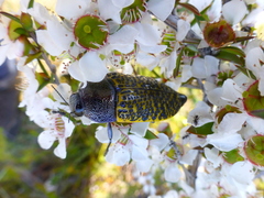 Stigmodera macularia