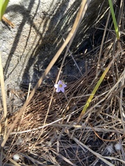 Oxalis dentata