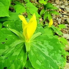 Trillium luteum