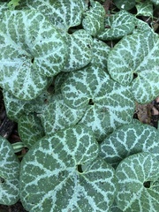 Aristolochia fimbriata