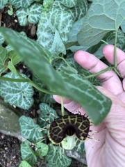 Aristolochia fimbriata