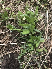 Floerkea proserpinacoides