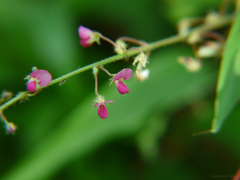 Pseudarthria viscida