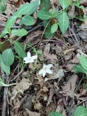 Claytonia virginica
