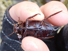 Dytiscus semisulcatus
