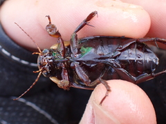 Dytiscus semisulcatus