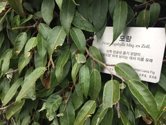 Ficus sarmentosa