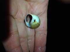 Cryptonatica aleutica