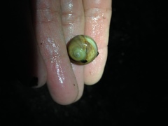 Cryptonatica aleutica