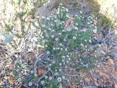 Phylica callosa