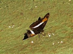 Adelpha malea goyama