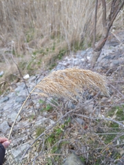 Phragmites australis