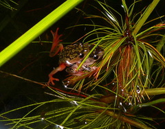 Hyperolius marmoratus marmoratus