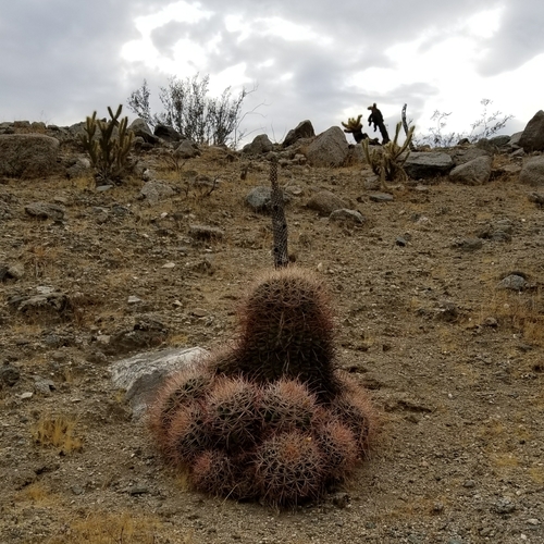 iNaturalist observation photo of California Barrel Cactus