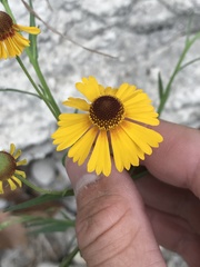 Helenium elegans