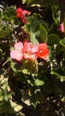 Pelargonium