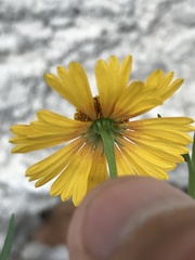 Helenium elegans