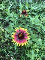 Gaillardia aestivalis