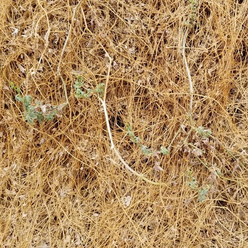 iNaturalist observation photo of Desert Starvine