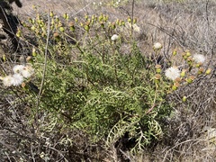 Senecio lyonii