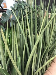 Sansevieria cylindrica