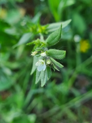 Buglossoides incrassata