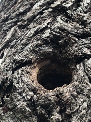 Baeolophus atricristatus