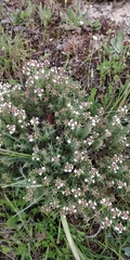 Thymus