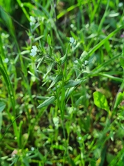 Buglossoides incrassata