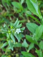 Buglossoides incrassata