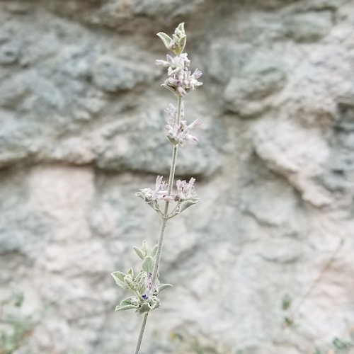 iNaturalist observation photo of desert lavender