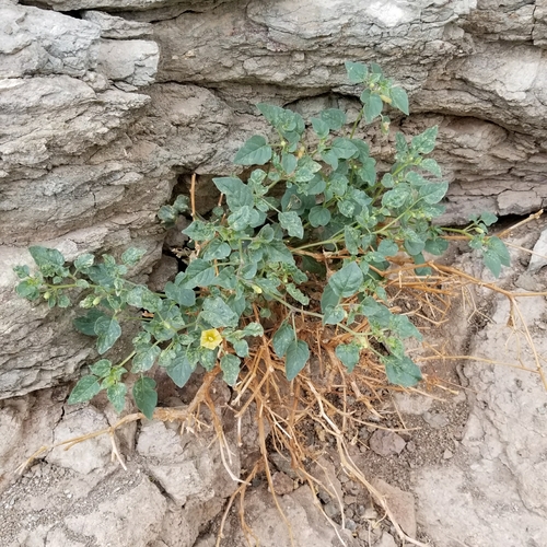 iNaturalist observation photo of Thickleaf Groundcherry