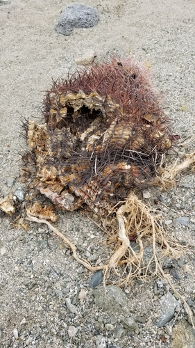 iNaturalist observation photo of California Barrel Cactus