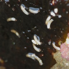 Caecum californicum