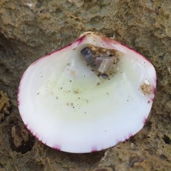 Semele rubropicta