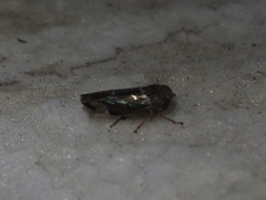 Idioscopus nitidulus