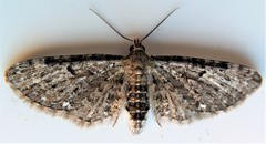 Eupithecia tripunctaria