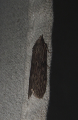 Lamoria adaptella