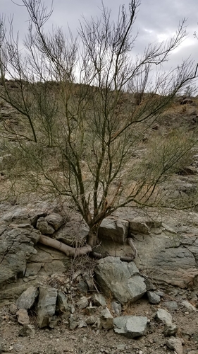 iNaturalist observation photo of blue palo verde