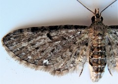 Eupithecia tripunctaria