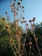 Onopordum cynarocephalum