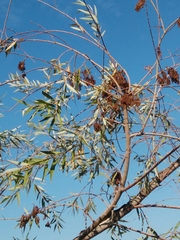 Salix acmophylla
