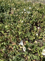 Calystegia macrostegia amplissima