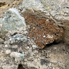 Acarospora oreophila