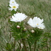 Anemone Buttercup - Photo (c) Murray NZ, some rights reserved (CC BY), uploaded by Murray NZ