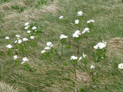 Ranunculus anemoneus