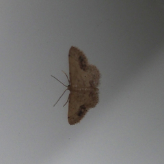 Idaea chotaria