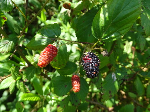 Image of Rubus persistens by no rights reserved